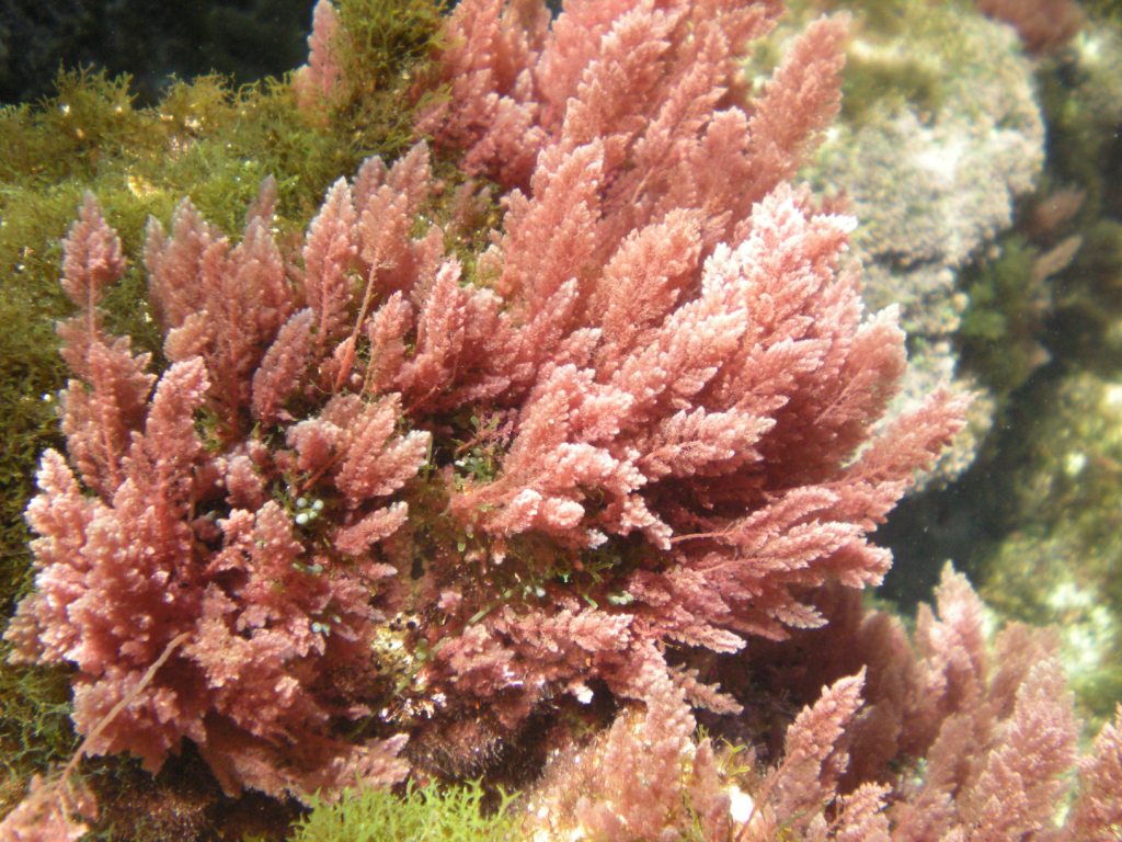 A photo of an _Asparagopsis_ gametophyte I found on the internet